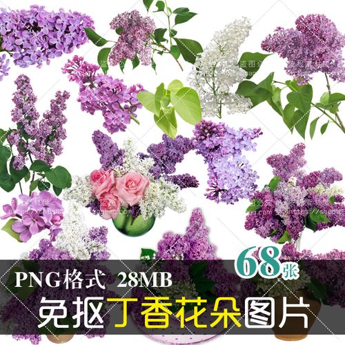(j202)免抠png素材花朵花卉植物紫色丁香花宣传画册设计ps图片