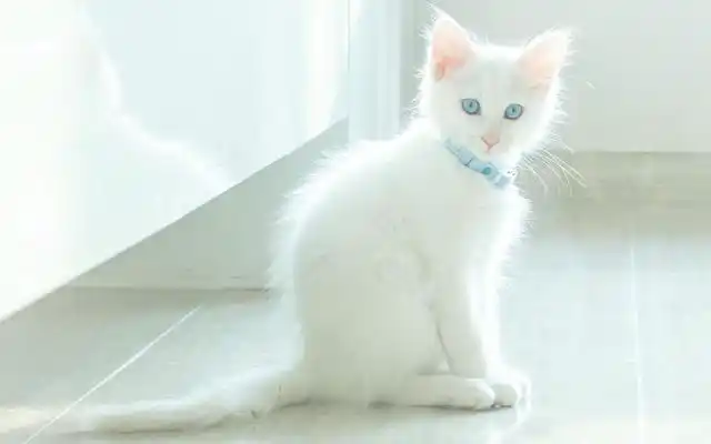 可爱白色猫咪唯美图片. 来源 全网图片