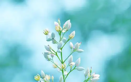 遇见小清新南天竹,植物-回车桌面