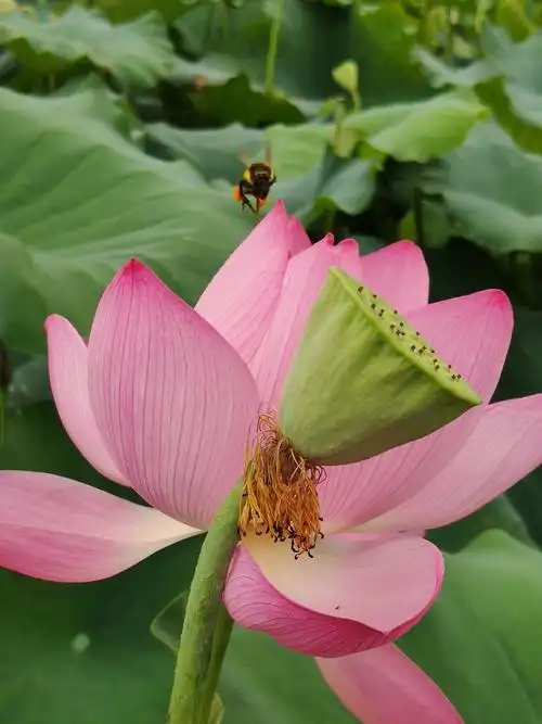 迎露红荷花盛开, 蜜蜂闻沁逐香来. 世间美卉万千束, 唯恋此枝牵我怀.