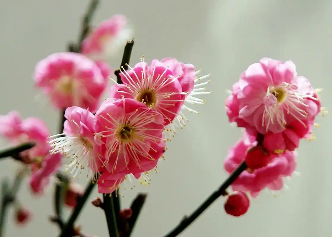 冬天最佳打开方式# 寒冬腊梅,飘香满园,腊梅花在冬季是如何栽培的 ??