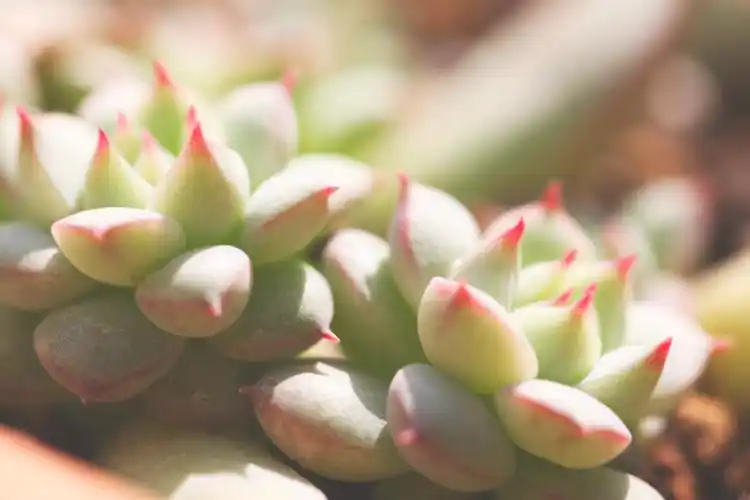 微观植物,多肉植物,清新,微距,景天格林微观植物壁纸图片