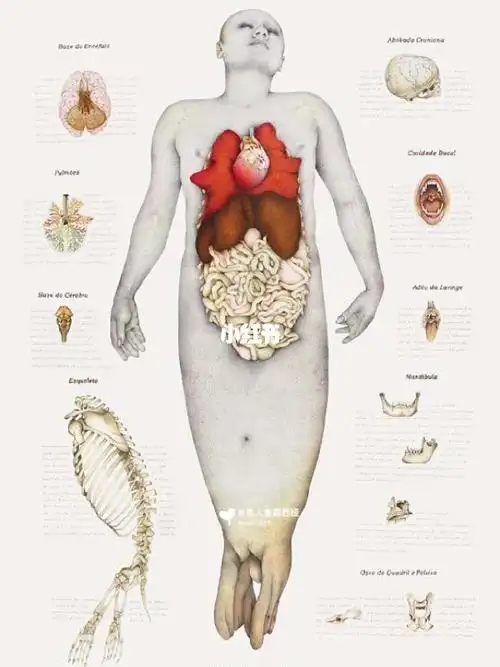 【美人鱼解剖学冷知识】难道美人鱼是dai孕?