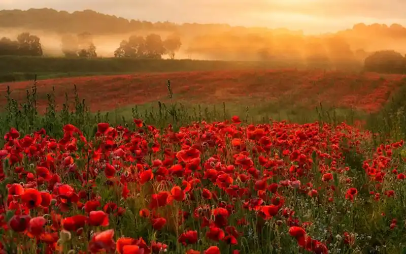 小清新唯美田园风光高清桌面壁纸-风景壁纸-手机壁纸下载-美桌网