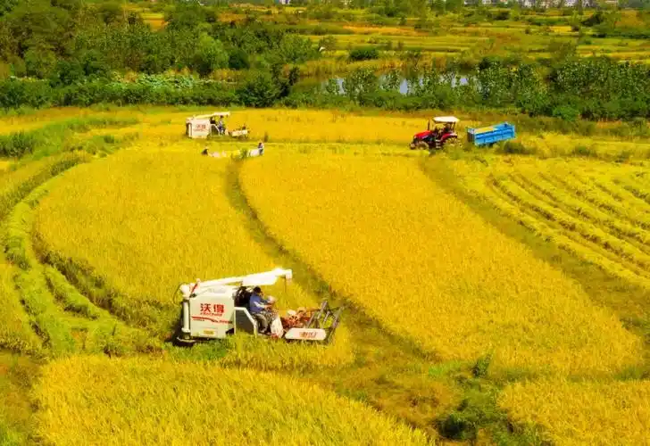 丰收啦这是天门秋天最美的风景