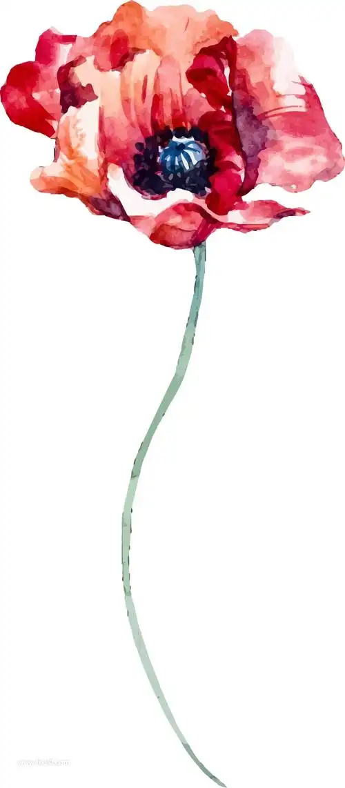 卡通手绘罂粟花花朵花卉png免抠素材