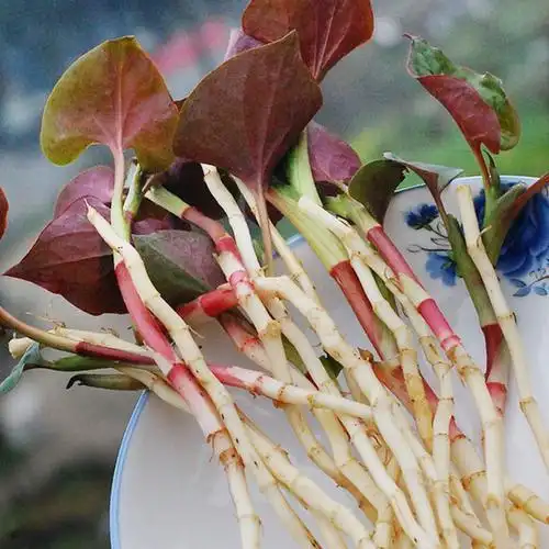 常吃鱼腥草究竟会咋样?一文讲清