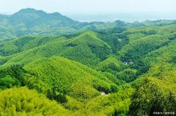 打卡十面埋伏取景地:重庆永川茶山竹海一日游攻略