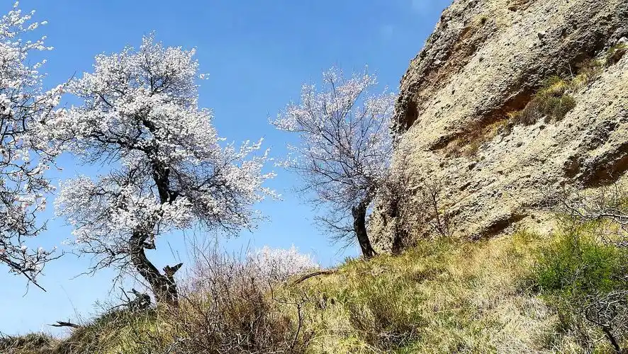 伊犁霍城县大西沟福寿山杏花沟一年又一春,杏花开的格外艳.
