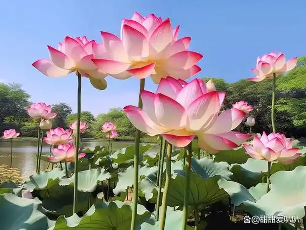 荷花既美丽又高雅,而且寓意着好运连连.