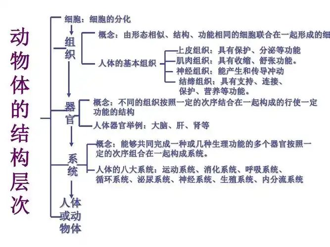 《动物体的结构层次知识》结构图_文档下载