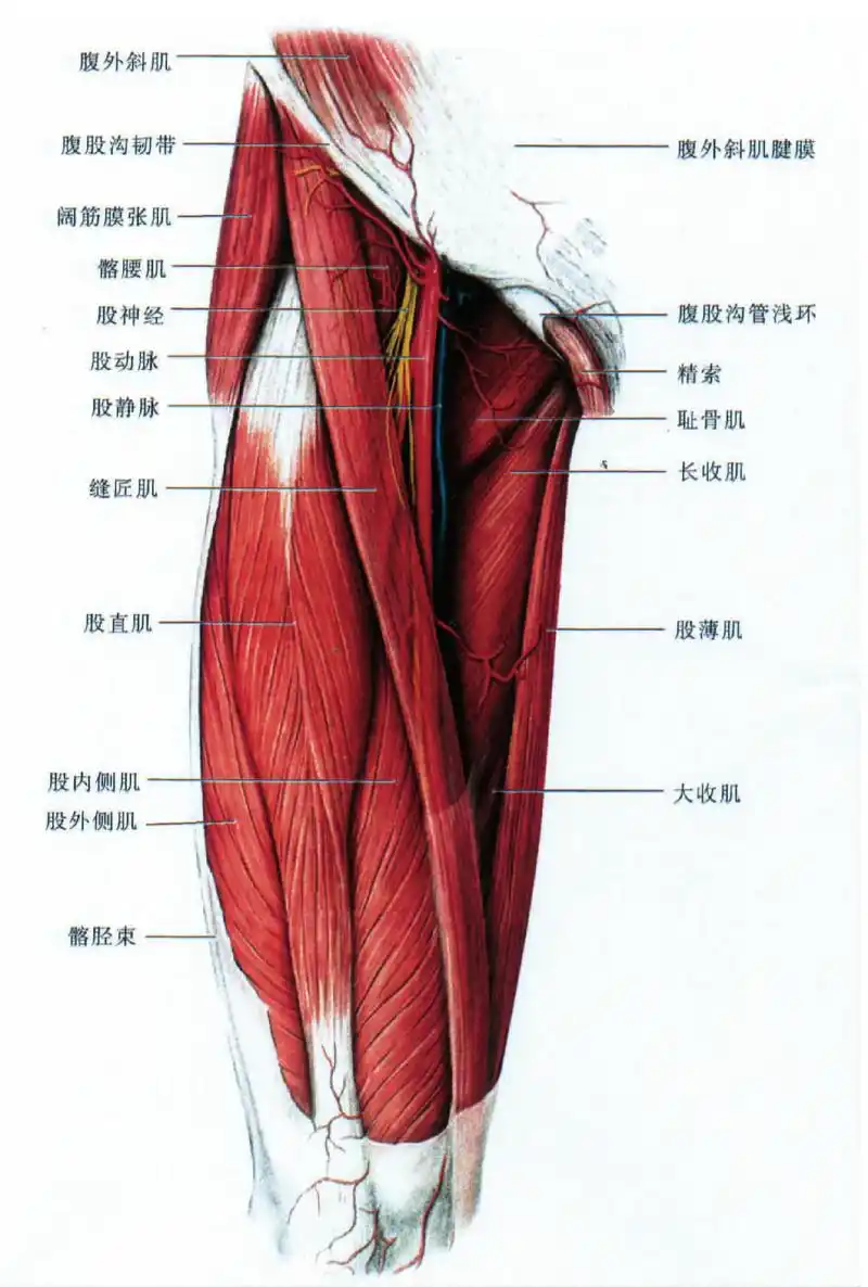(图) 大腿前内侧面的肌肉和神经