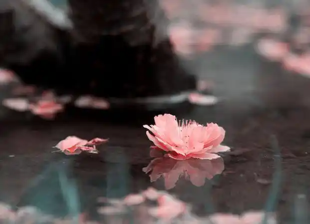 十首禅意小诗,净化心灵,让烦躁的心静下来!