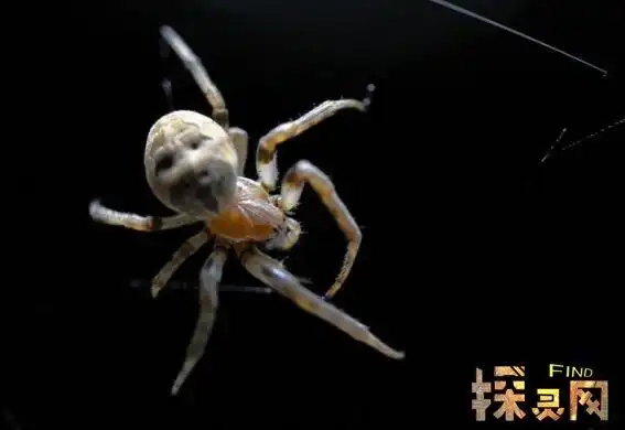 人面蜘蛛:屁股上长人脸的变异蜘蛛