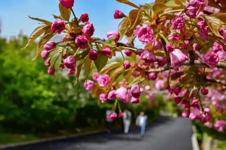 春花漫赏西海岸春游指南来啦