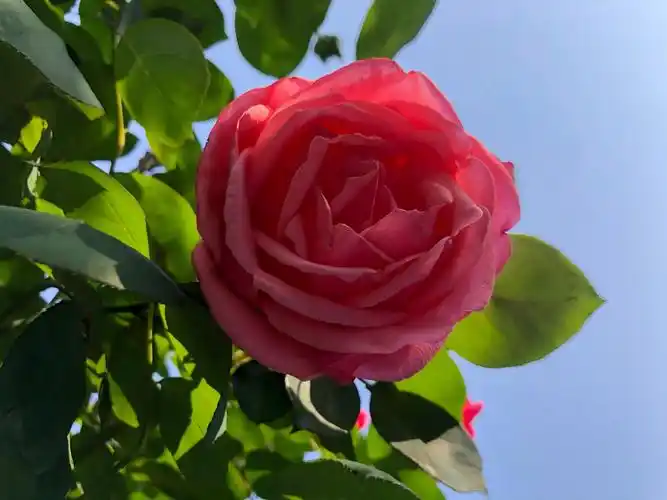 花给自己和人们带来吉祥,健康,平安,灿烂的心情.