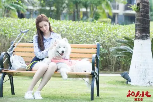 拉布拉多犬小七,萨摩耶犬小雪暖萌加盟的青春萌宠偶像剧《神犬小七3》