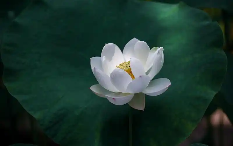 唯美荷花摄影图片高清壁纸