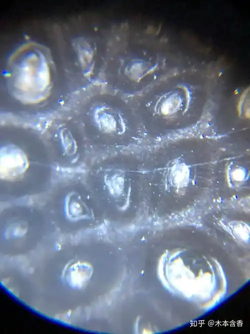 你们要的亚洲犀角高清鱼子纹