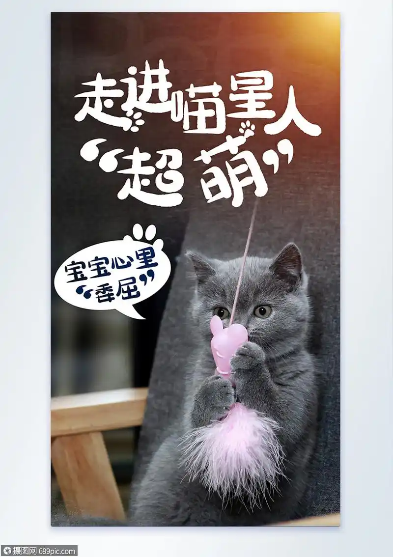 萌宠喵星人萌态摄影图海报