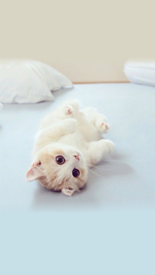 可爱萌猫咪h5背景