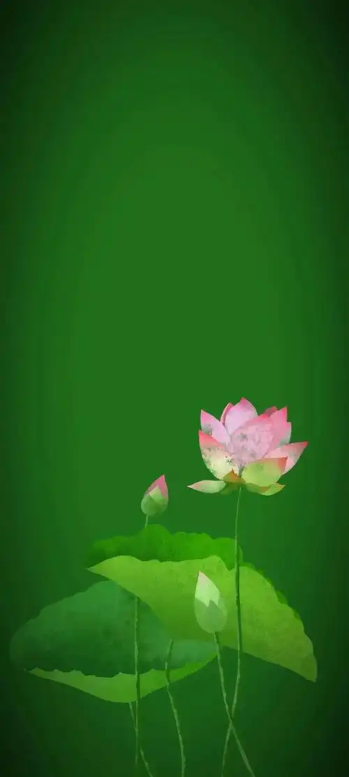 清新绿色护眼荷花壁纸