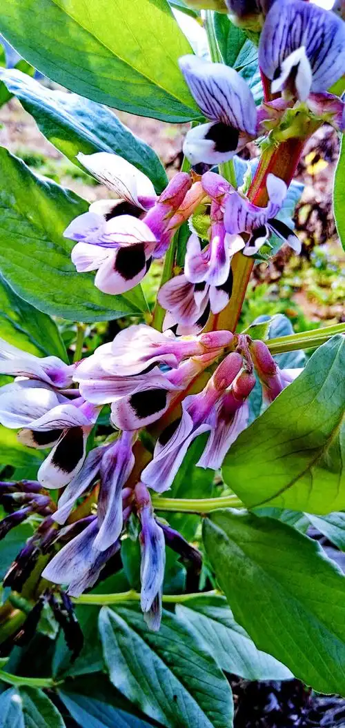 蚕豆花 - 深谷-幽兰 - 图虫