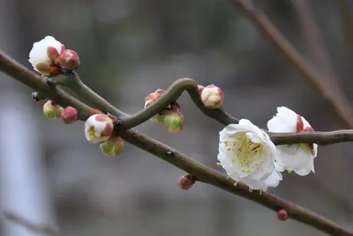 虬枝花茂 龙游梅 赏梅 城市里的梅花 高高挂起 龙游梅 孤傲 梅花与