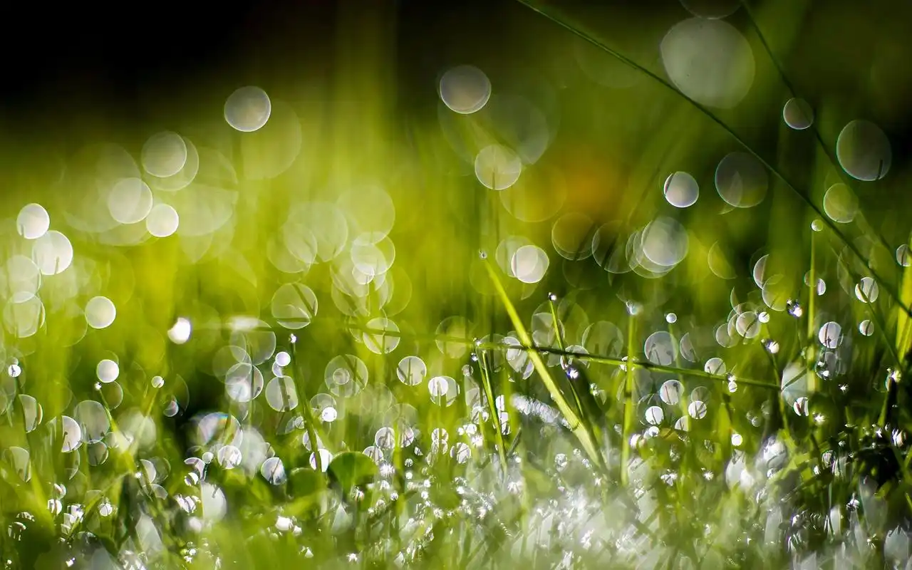 清新唯美的露珠桌面壁纸