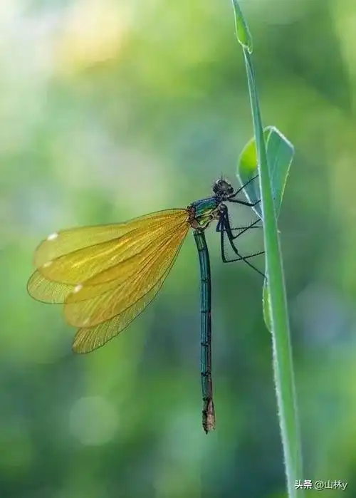世界上最漂亮的蜻蜓,色彩斑斓,美极了!