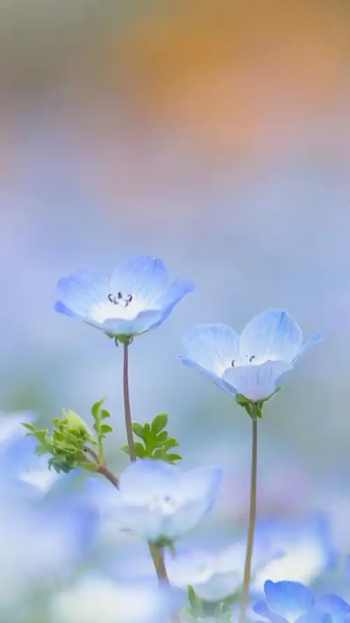 首页 手机壁纸 植物 清新淡雅的花卉图片手机壁纸1080_1920竖版 竖屏