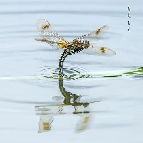 蜻蜓点水 - 延河wjs