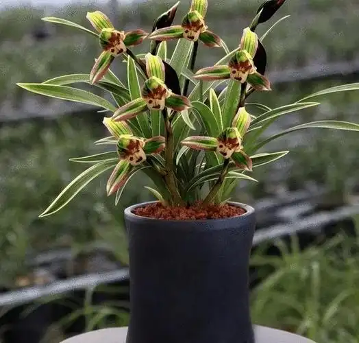 最香的兰花品种排名(十大名贵兰花品种图片)