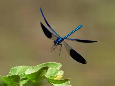 夏季户外蜻蜓()照片