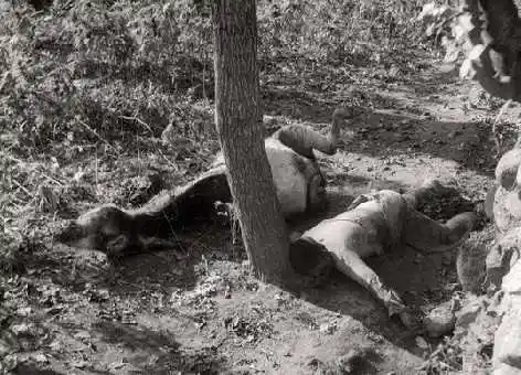 最悲壮的抗日女英雄,被日军绑在树上活割肉,受尽屈辱折磨而死!