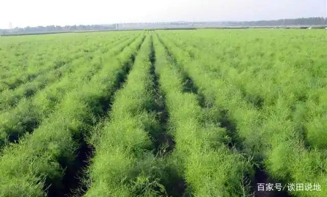 郏县茨芭镇:规模种植芦笋 群众抱团挣钱