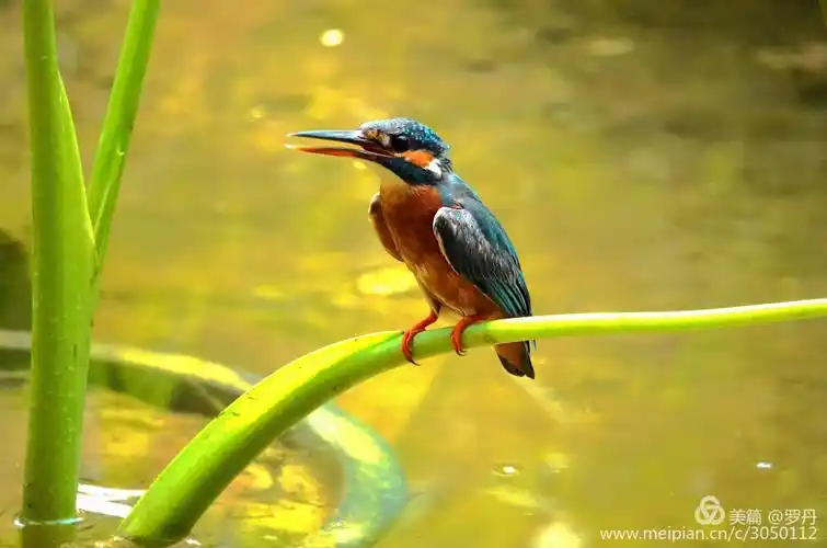 我的美篇(220)— 漂亮翠鸟