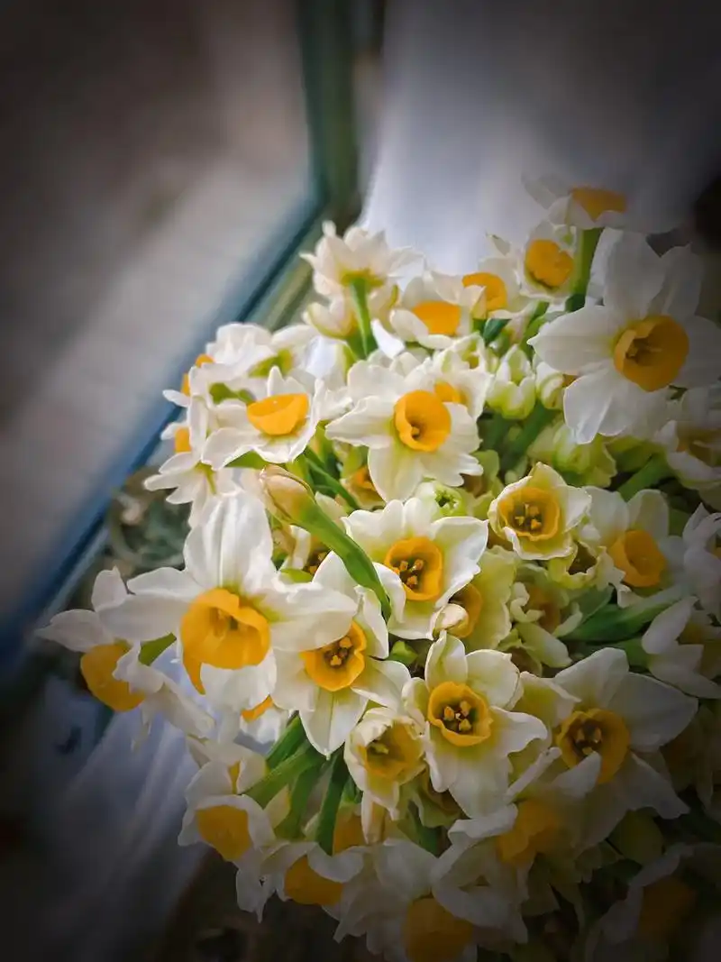 水仙开花了最近真的是懒的拍照片