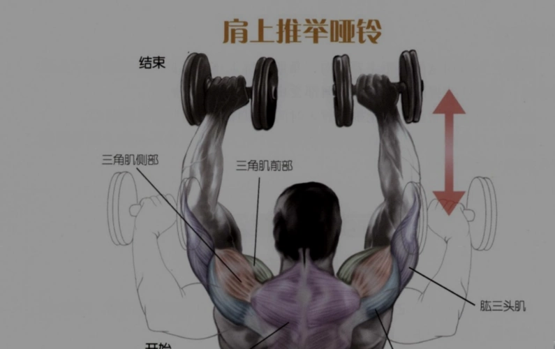 健身解剖指南——肩(前束)