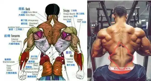 李小龙的极致背肌一般人还真练不出来!