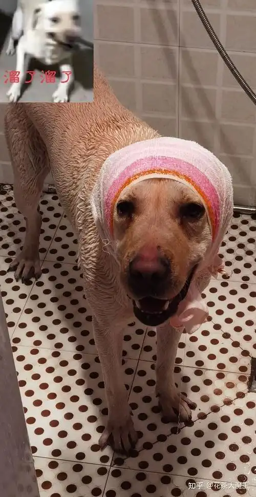 披着拉布拉多皮的哈士奇