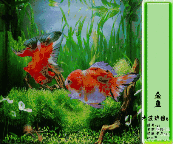 580_483gif 动态图 动图