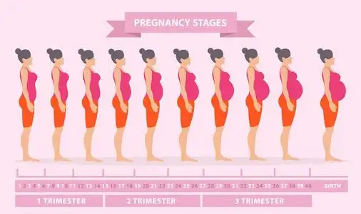 一生变化剪影矢量图的怀孕女性剪影.怀孕的女人的身体的变化.