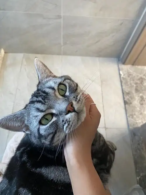 小猫咪好奇怪哦