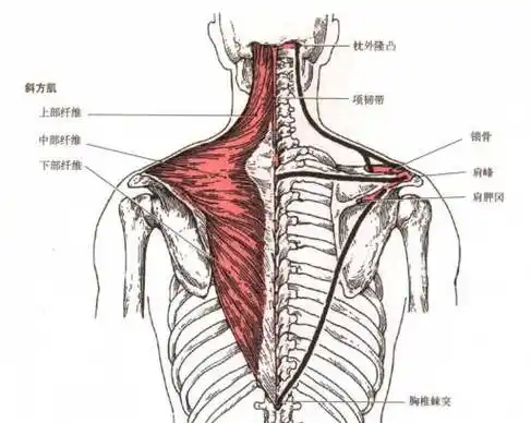 背靠墙壁,起始为双手呈"w",由斜方肌带动肩胛骨延墙面缓慢向上平移.