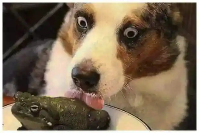 你有哪些让人一看就笑死的图片