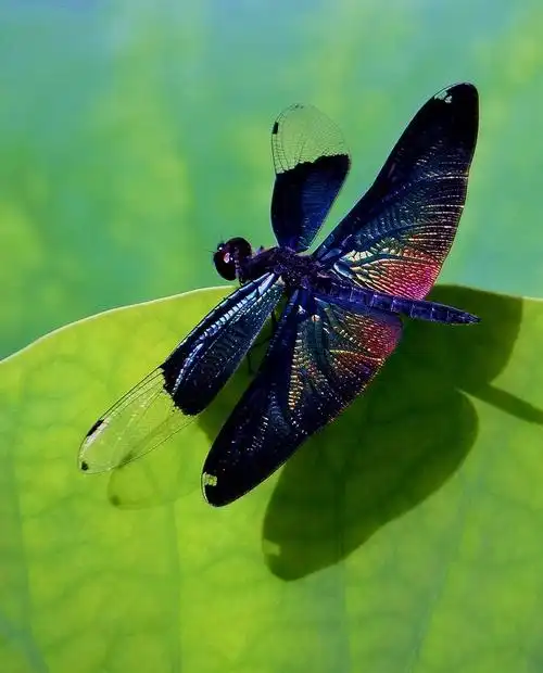 静态蜻蜓在长焦相机里!