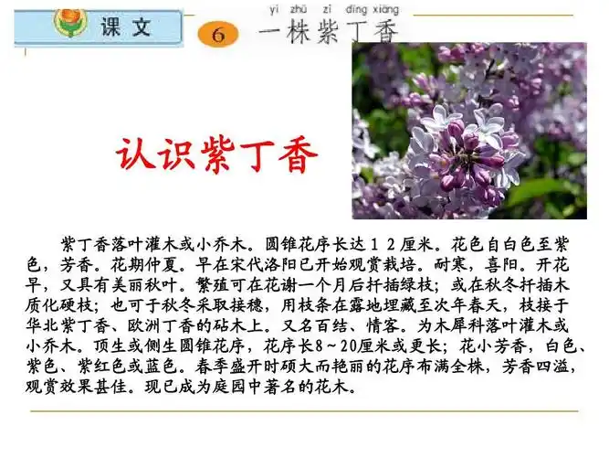 苏教版语文二年级上册 6一株紫丁香ppt