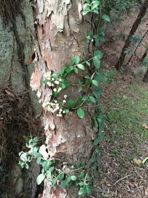 农村这野草果农见到就除老人却说治风湿有奇效人称上树龙