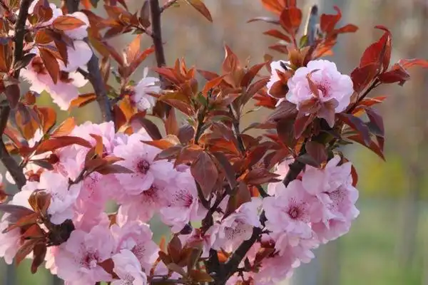 美人梅与红叶李有什么不同?